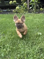 Happy Fluffy Health Clear Financing Available, a female French Bulldog for sale in Shipshewana, IN – 2 of 7