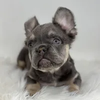 Paul, a male French Bulldog for sale in Shipshewana, IN – Photo 1 of 6