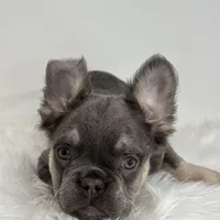 Paul, a male French Bulldog for sale in Shipshewana, IN – Photo 3 of 6