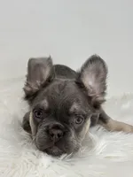 Paul, a male French Bulldog for sale in Shipshewana, IN – Photo 3 of 6