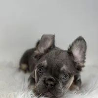Paul, a male French Bulldog for sale in Shipshewana, IN – Photo 5 of 6