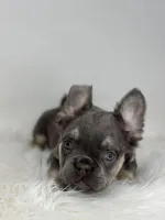 Paul, a male French Bulldog for sale in Shipshewana, IN – Photo 5 of 6