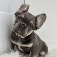 Paul, a male French Bulldog for sale in Shipshewana, IN – Photo 2 of 6