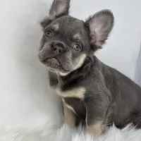 Paul, a male French Bulldog for sale in Shipshewana, IN – Photo 6 of 6