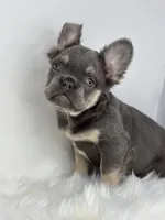 Paul, a male French Bulldog for sale in Shipshewana, IN – Photo 6 of 6