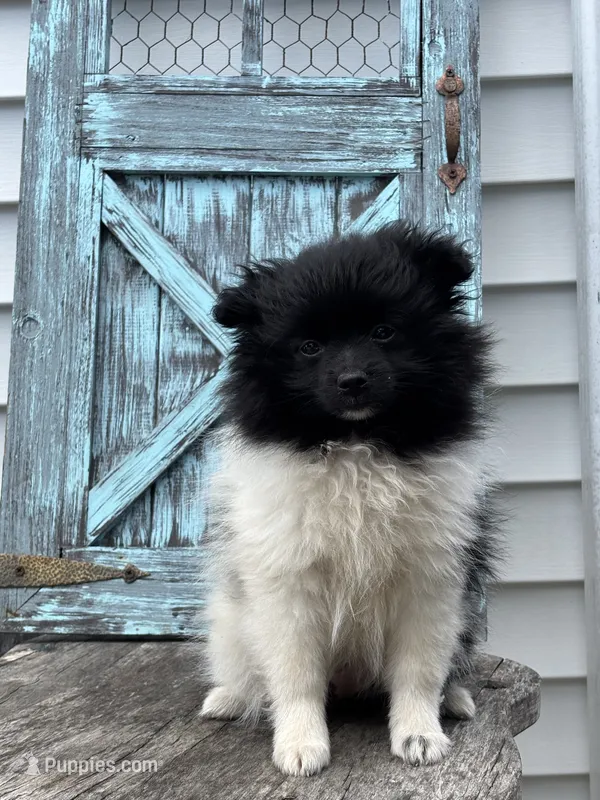 Lola – Pomeranian puppy for sale in Shipshewana, IN