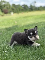 Bradley AKC Fluffy, a male French Bulldog for sale in Shipshewana, IN – 2 of 3