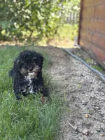 Etta AKC, a female Poodle - Miniature  for sale in Shipshewana, IN – 3 of 6