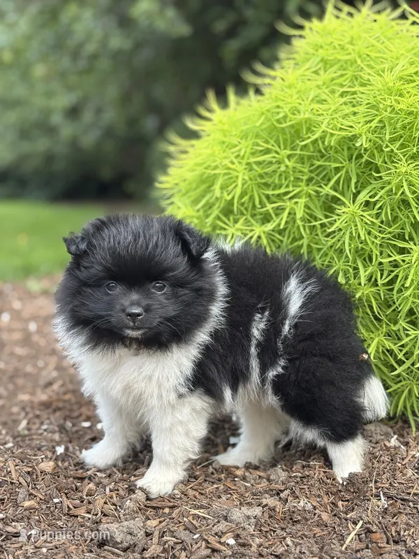 Lola – Pomeranian puppy for sale in Shipshewana, IN