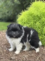 Lola, a male Pomeranian for sale in Shipshewana, IN – 1 of 3