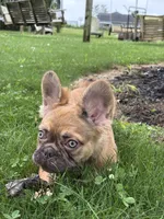 Happy Fluffy Health Clear Financing Available, a female French Bulldog for sale in Shipshewana, IN – 3 of 7