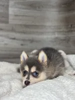 Pearl, a female Pomsky for sale in Shipshewana, IN – 2 of 3