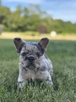 Hazel Fluffy , a female French Bulldog for sale in Shipshewana, IN – 2 of 3