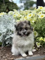 Oakley, a female Pomeranian for sale in Shipshewana, IN – 1 of 3