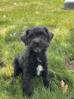 Ella, a female Poodle - Miniature  for sale in Shipshewana, IN – 1 of 3