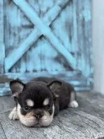 Bradley AKC Fluffy, a male French Bulldog for sale in Shipshewana, IN – 1 of 3