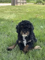 Etta, a female Poodle - Miniature  for sale in Shipshewana, IN – 3 of 3