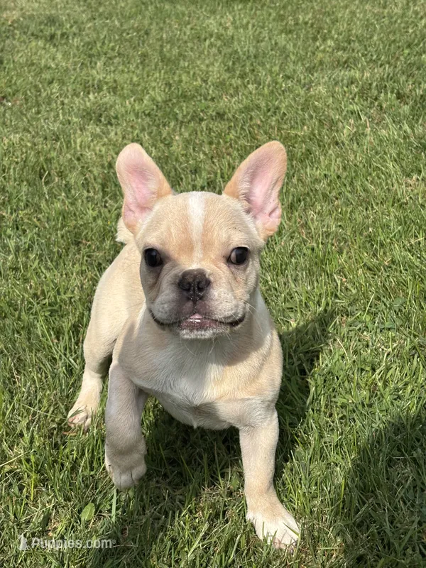 Evan  Financing Available – French Bulldog puppy for sale in Shipshewana, IN