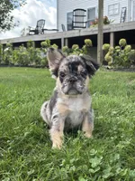 Bryson AKC Fluffy, a male French Bulldog for sale in Shipshewana, IN – 3 of 6