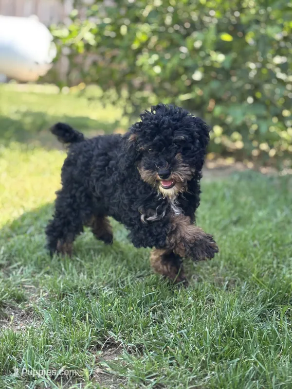 Etta Financing Available – Poodle - Miniature  puppy for sale in Shipshewana, IN