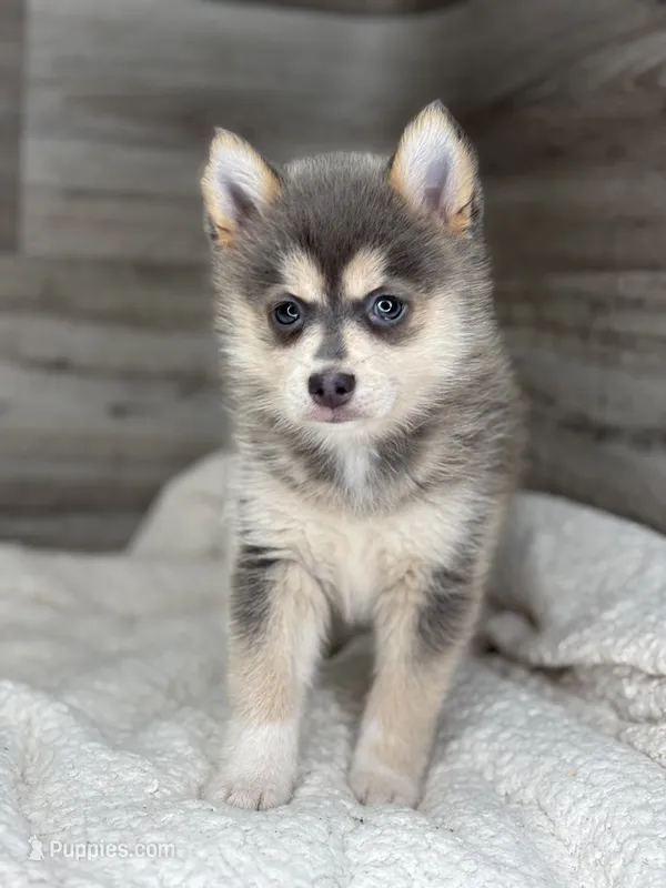 Pearl – Pomsky puppy for sale in Shipshewana, IN