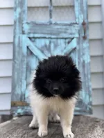 Lola, a female Pomeranian for sale in Shipshewana, IN – 2 of 5