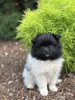 Lola, a male Pomeranian for sale in Shipshewana, IN – 2 of 3