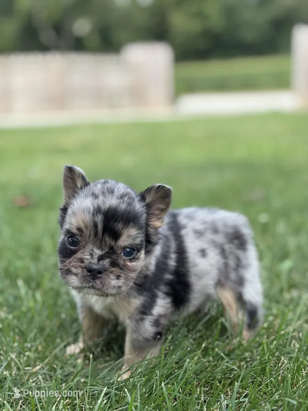 Bryson AKC Fluffy – French Bulldog puppy for sale in Shipshewana, IN