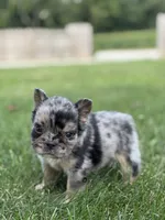 Bryson AKC Fluffy, a male French Bulldog for sale in Shipshewana, IN – 1 of 3