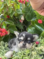 Bella AKC Fluffy, a female French Bulldog for sale in Shipshewana, IN – 2 of 3