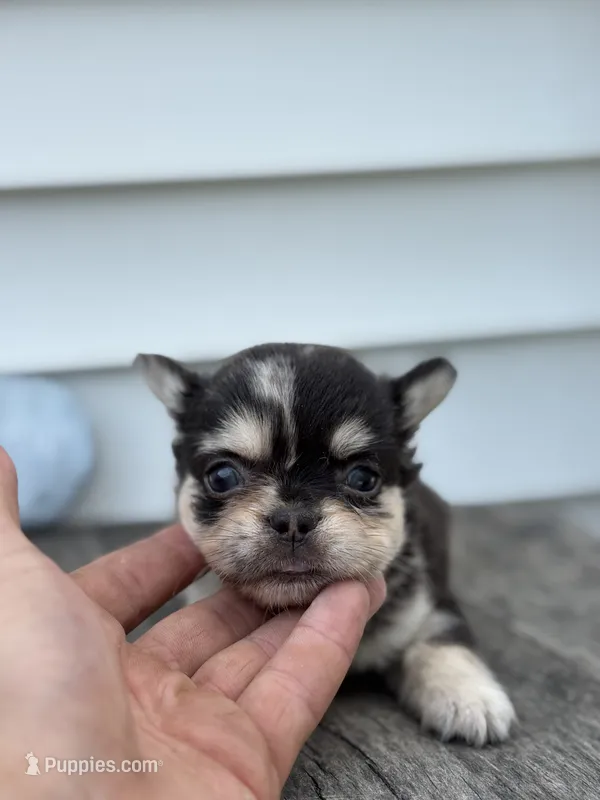 Bella AKC Fluffy – French Bulldog puppy for sale in Shipshewana, IN