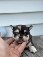 Bella AKC Fluffy, a female French Bulldog for sale in Shipshewana, IN – 1 of 3