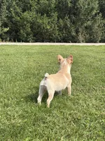 Evan  AKC, a male French Bulldog for sale in Shipshewana, IN – 3 of 7