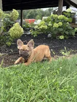 Happy Fluffy Health Clear Financing Available, a female French Bulldog for sale in Shipshewana, IN – 4 of 7