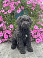 Edna, a female Poodle - Miniature  for sale in Shipshewana, IN – 2 of 4