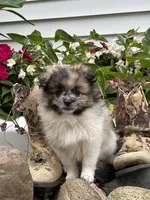 Oakley, a female Pomeranian for sale in Shipshewana, IN – 2 of 3