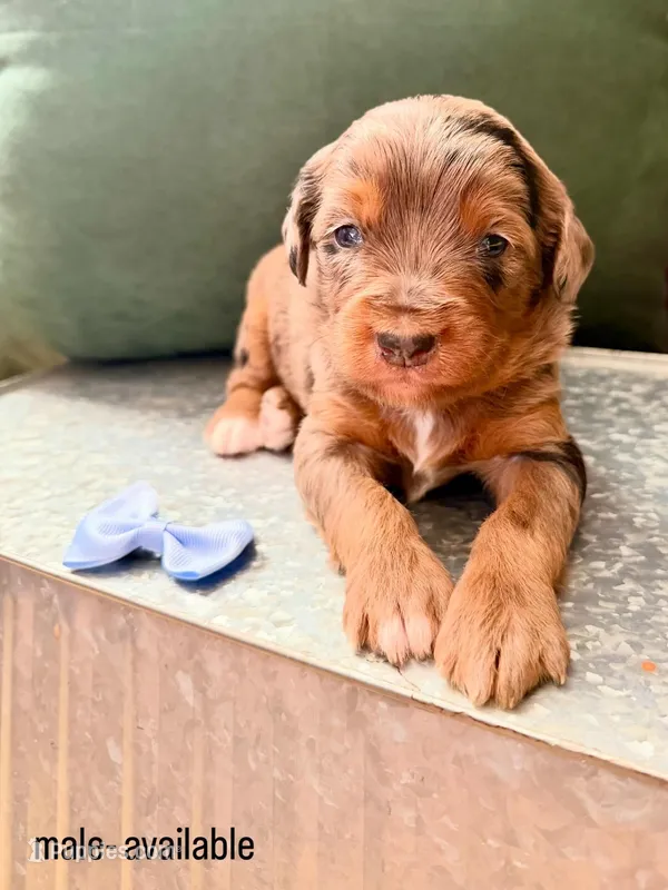 Rex – Miniature Aussiedoodle puppy for sale in Spartanburg, SC