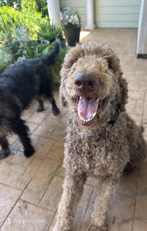 Lloyd – Poodle - Standard  puppy for sale in Charlottesville, VA