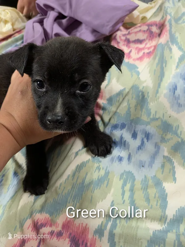 Green Collar/ Little Foot – Boxer, Weimaraner puppy for sale in Bushton, KS
