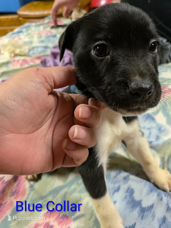 Blue Collar/ Winnie  – Boxer, Weimaraner puppy for sale in Bushton, KS