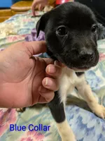 Blue Collar/ Winnie , a female Boxer and Weimaraner for sale in Bushton, KS – 1 of 1