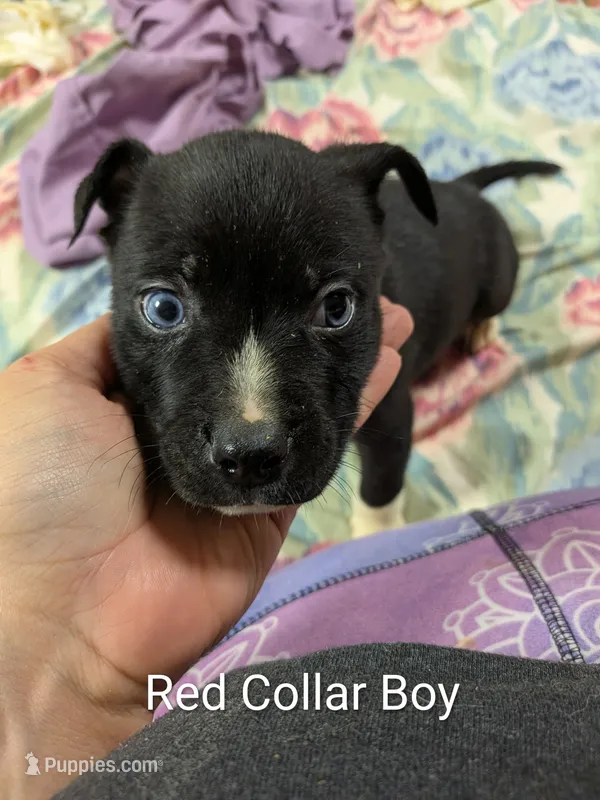 Red Collar/ Jace – Boxer, Weimaraner puppy for sale in Bushton, KS
