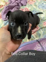 Red Collar/ Jace, a male Boxer and Weimaraner for sale in Bushton, KS – 1 of 1