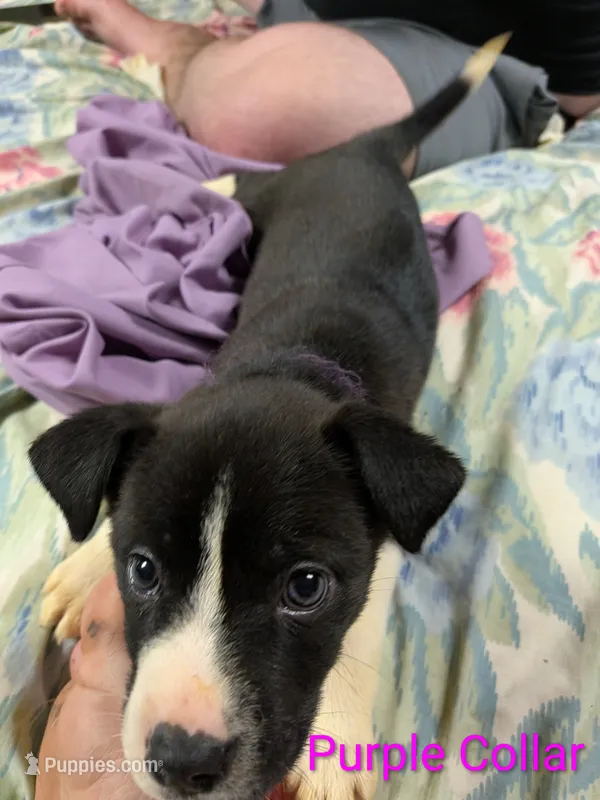 Purple Collar/ Amara  – Boxer, Weimaraner puppy for sale in Bushton, KS