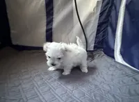 Boy Maltese, a male Maltese for sale in Lake Arrowhead, CA – 5 of 6