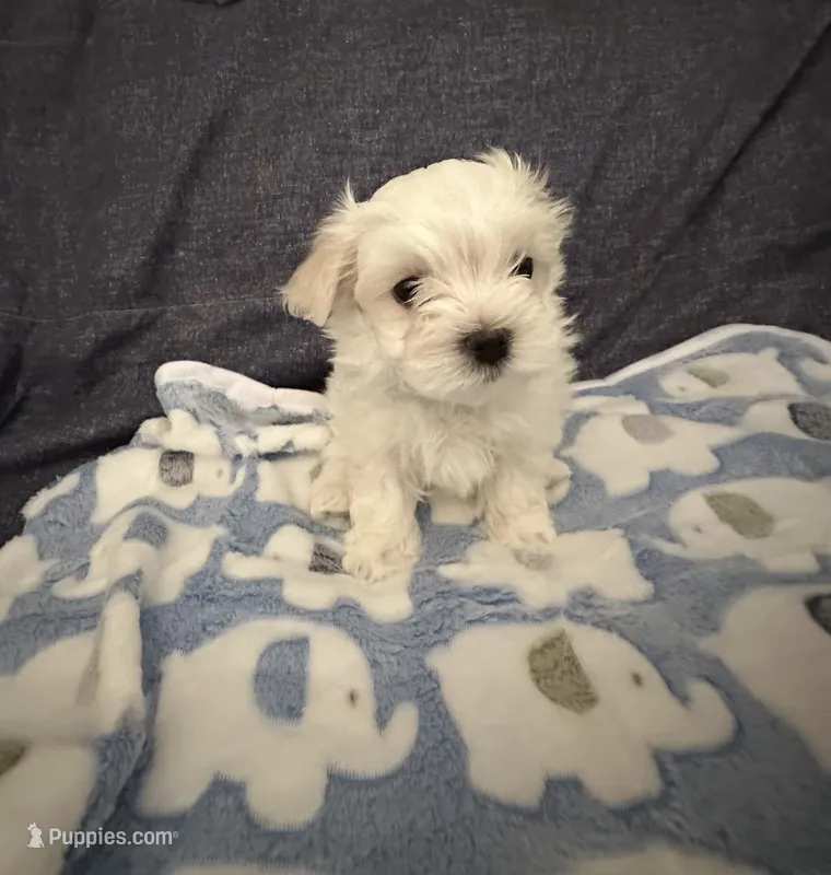 Boy Maltese – Maltese puppy for sale in Lake Arrowhead, CA