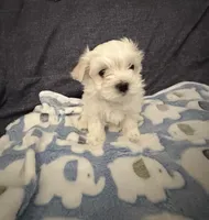 Boy Maltese, a male Maltese for sale in Lake Arrowhead, CA – 1 of 6