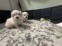 Boy Maltese, a male Maltese for sale in Lake Arrowhead, CA – 4 of 6