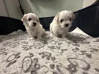 Girl Maltese , a female Maltese for sale in Lake Arrowhead, CA – 5 of 5