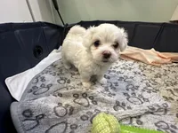 Girl Maltese , a female Maltese for sale in Lake Arrowhead, CA – 2 of 5